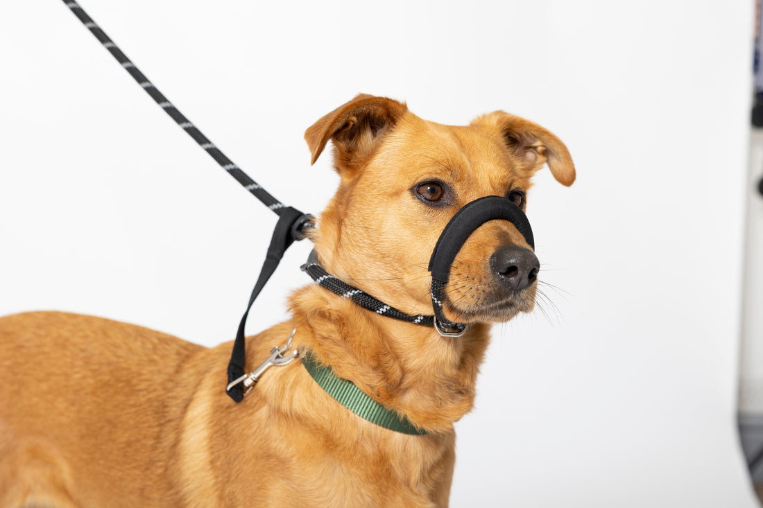 Using a Figure of 8 Dog Lead – Everything You Need To Know