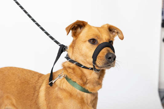 Using a Figure of 8 Dog Lead – Everything You Need To Know