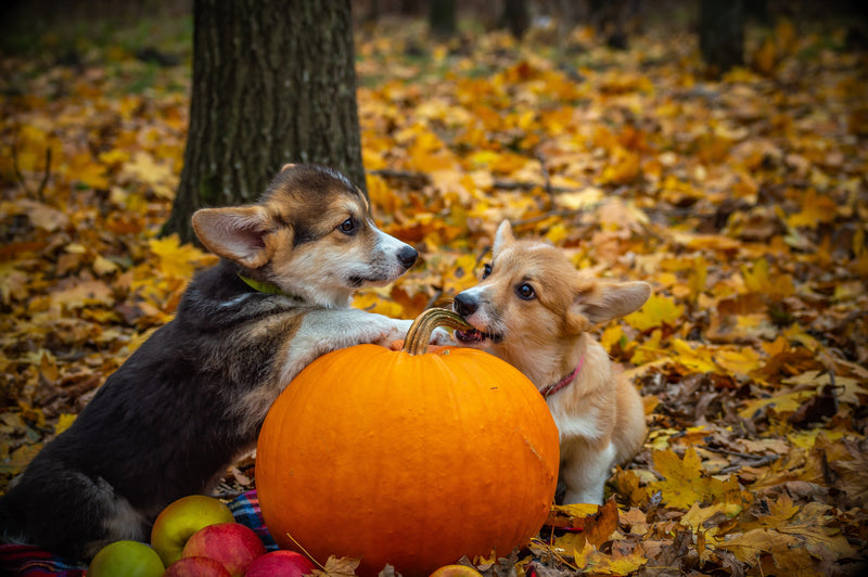 Halloween Weekend: Keeping Your Dog Calm and Safe