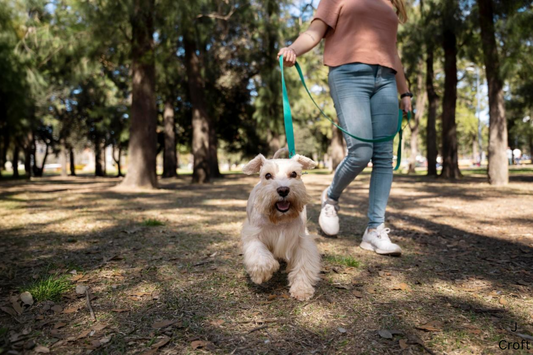 Small white dog on a green lead walking in a park with its owner, enjoying an outdoor stroll.