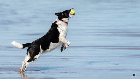 Dog playing in the sea with a ball