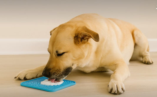 Golden Labrador mix lying on a light wood floor, calmly licking yogurt from a blue textured lick mat
