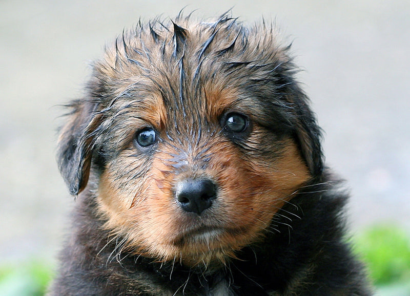 My Dog Doesn't Like the Rain… Or Do We?