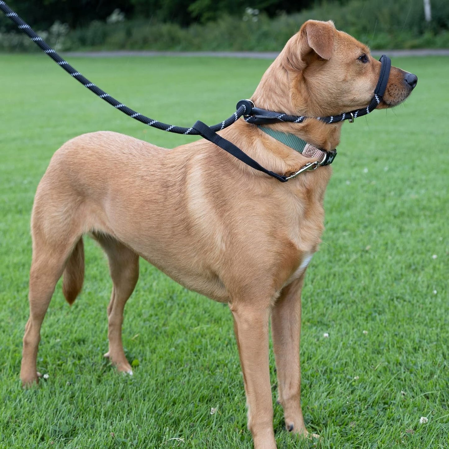 Rope Figure of 8 Dog Lead - M/L (Lifestyle 2)