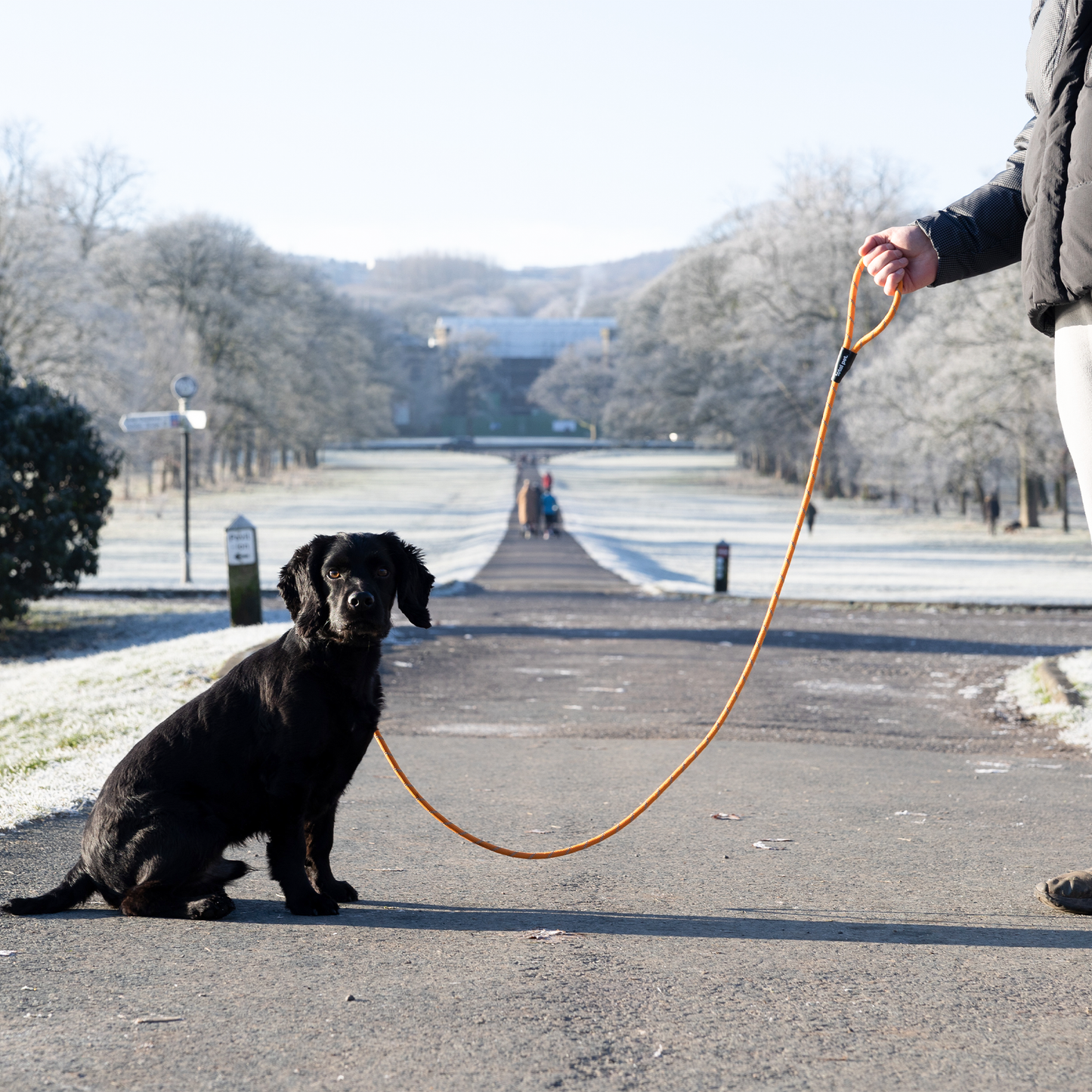 Rope Slip Lead for Dogs & Puppy Training - Lifestyle 2