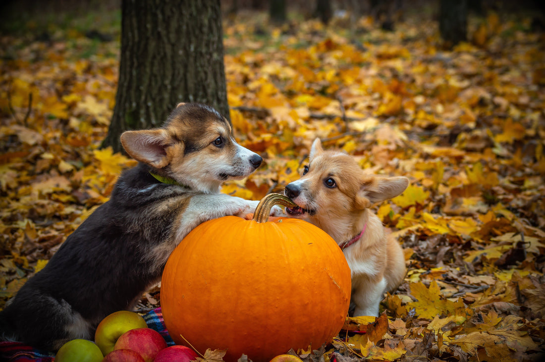 Halloween Weekend: Keeping Your Dog Calm and Safe