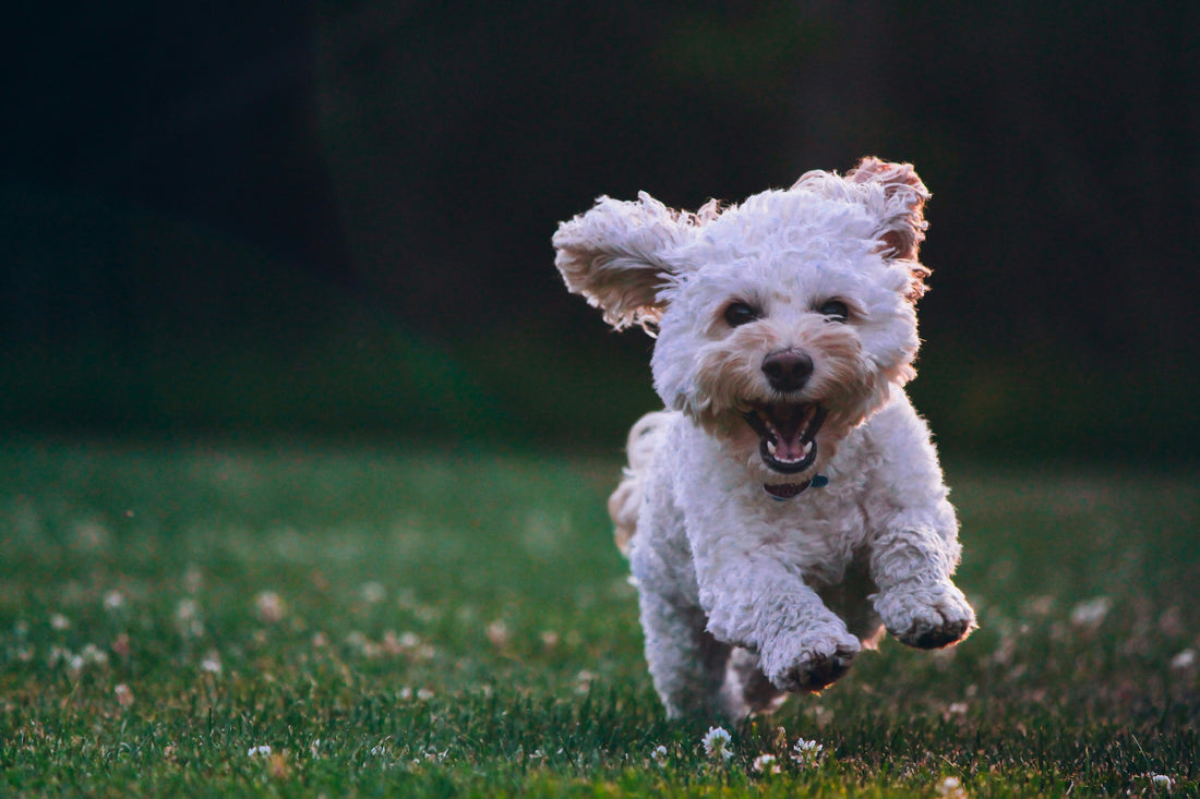 Is Your Dog Bored? How to Spot the Signs and Simple Ways to Fix It