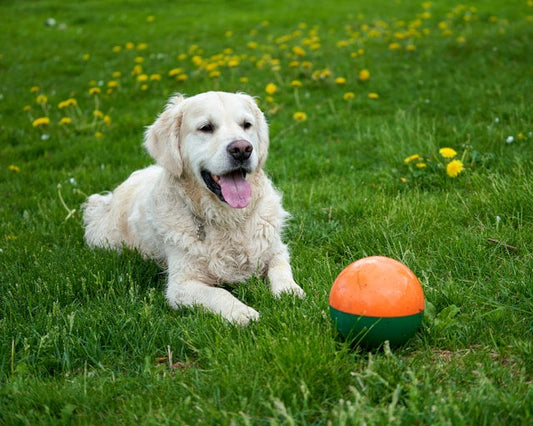 Dog lay in the grass with a ball