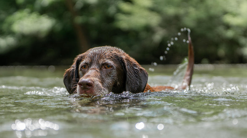 Heatstroke in Dogs: Warning Signs, Risks and Emergency Action