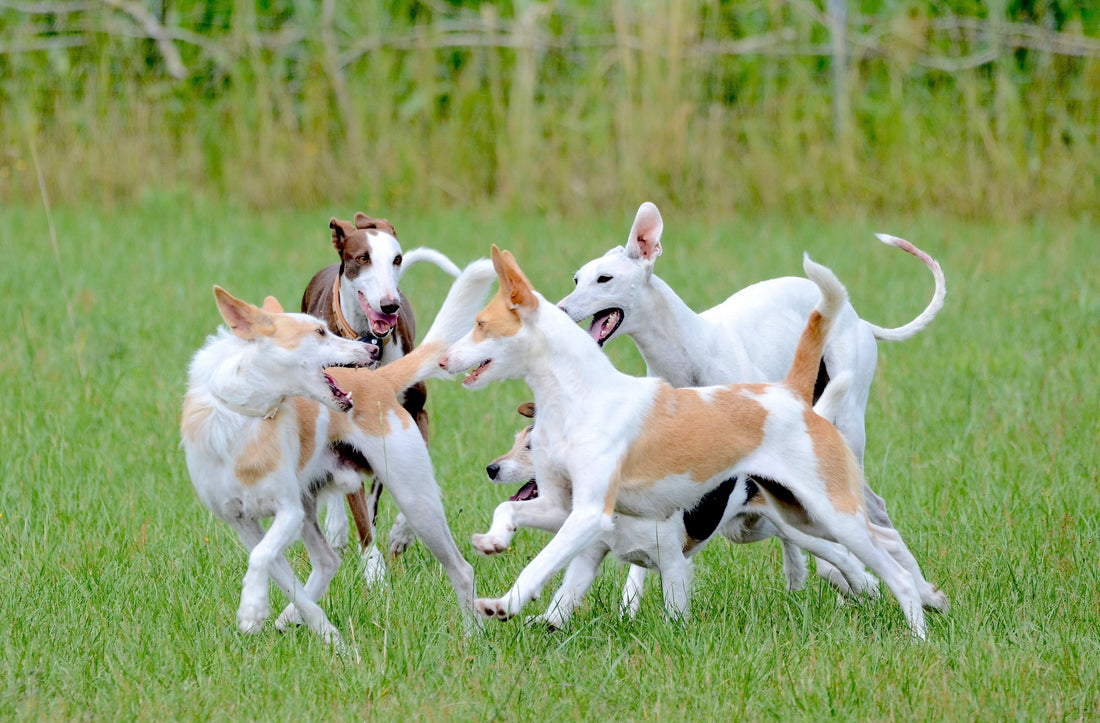 Kennel Cough in Dogs: Symptoms, Vaccination and How to Help Your Dog Recover
