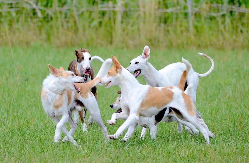 Kennel Cough in Dogs: Symptoms, Vaccination and How to Help Your Dog Recover