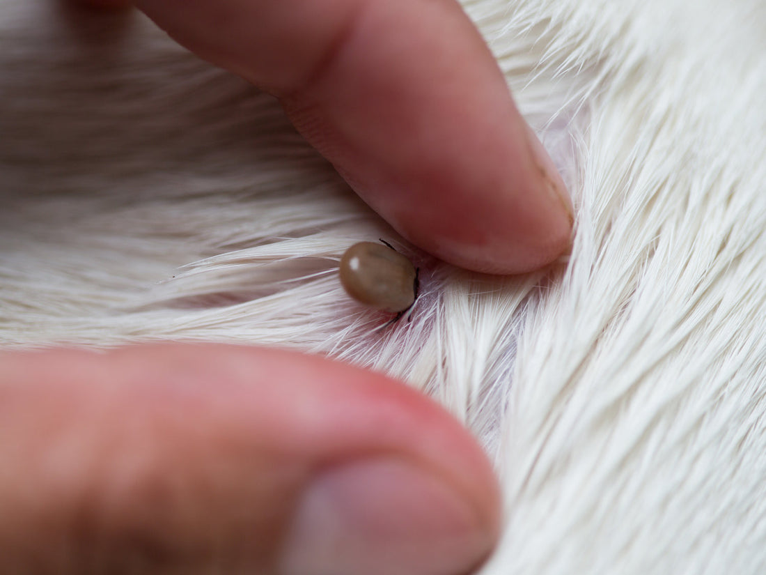 Ticks and Lyme Disease in Dogs: Signs, Treatment and Safe Tick Removal