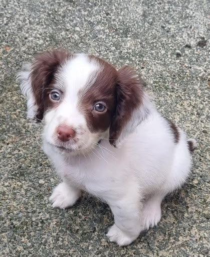 Raising Puppies: A Realistic Guide for New Owners