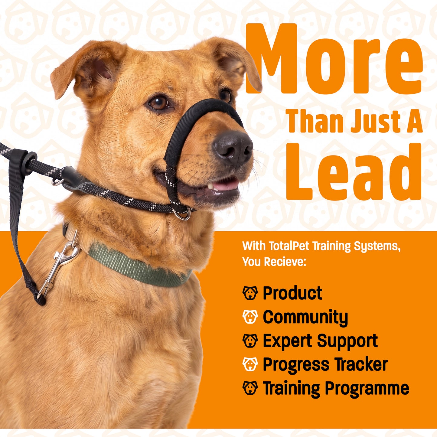 Figure of 8 Walking System | Complete Loose Lead Walking Programme