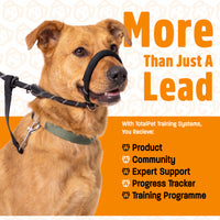 Figure of 8 Walking System | Complete Loose Lead Walking Programme