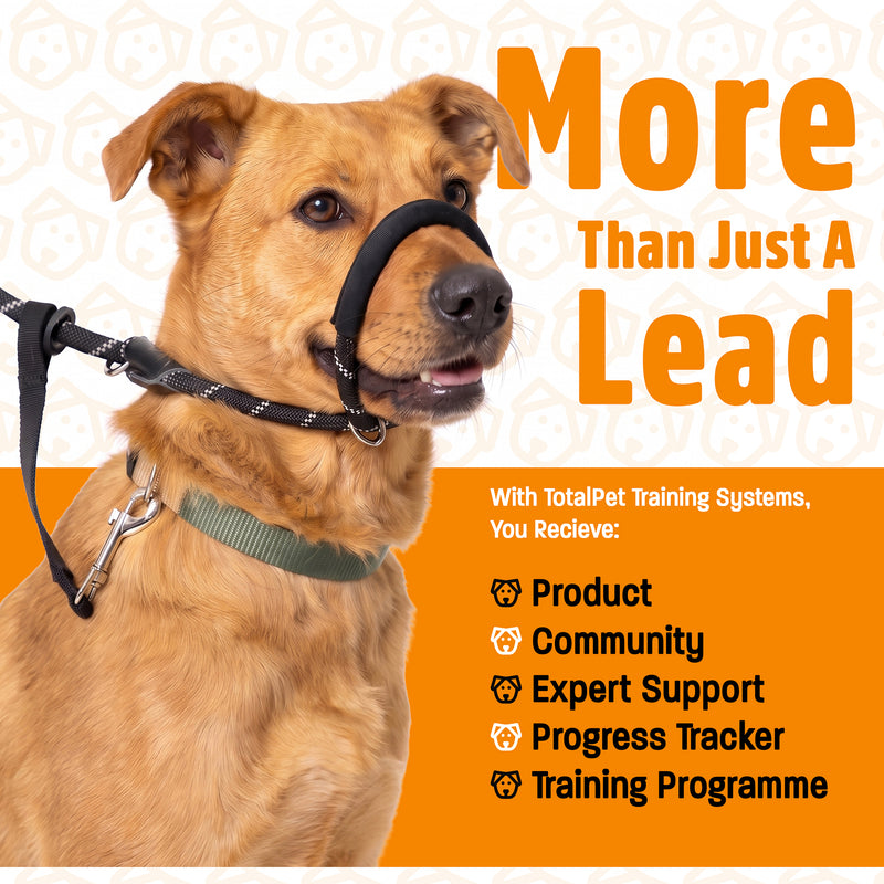 Figure of 8 Walking System | Complete Loose Lead Walking Programme