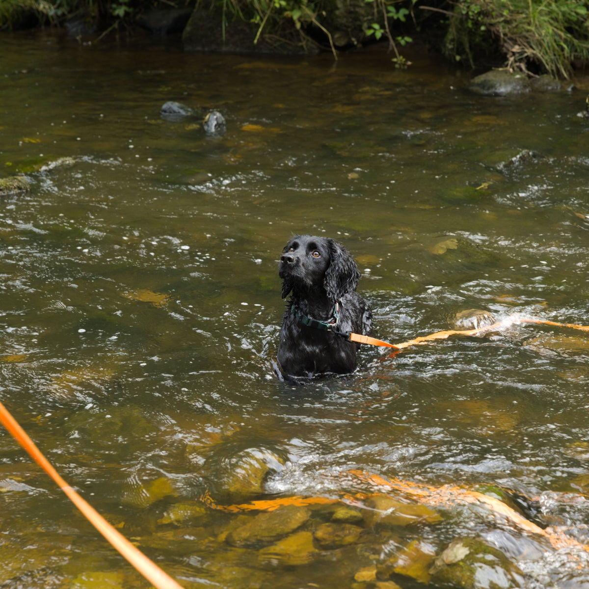 Waterproof Long Line Training Lead - (Lifestyle 1)