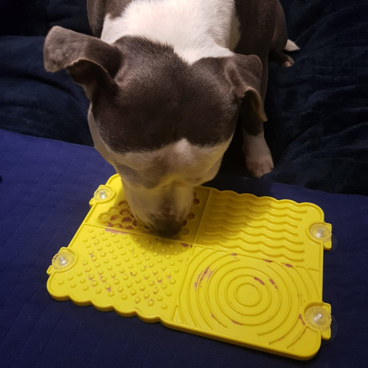 Plastic Lick Licky Mat with 4 Unique Patterns & Suction - Total Pet