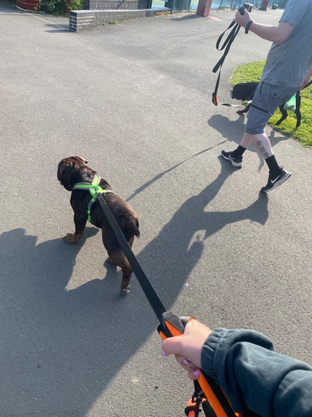 5/10/15/20m Nylon Long Line Dog Lead for Recall Training - Total Pet