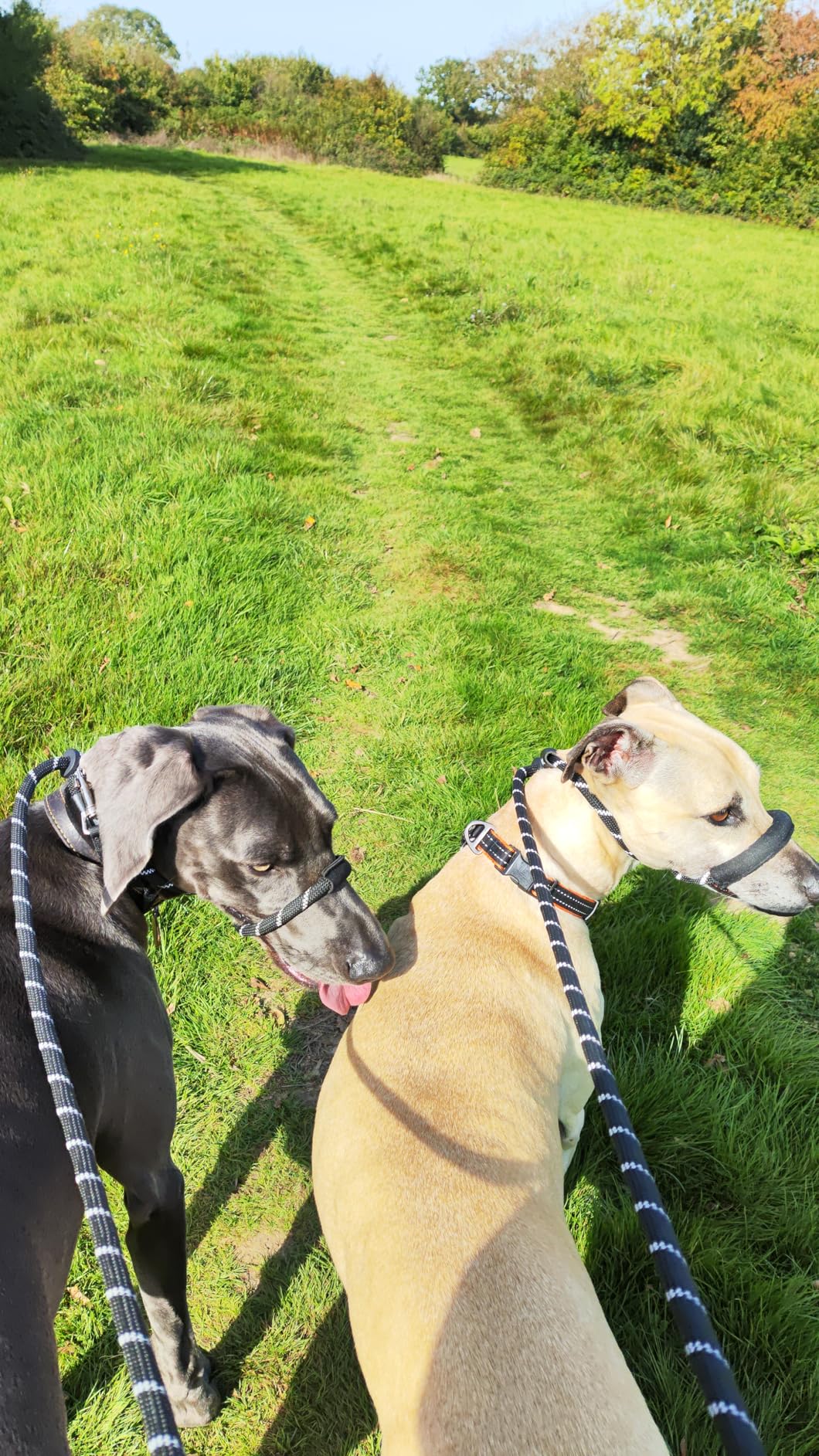 Rope Figure of 8 Dog Lead with Padding – Stop Your Dog Pulling - Total Pet