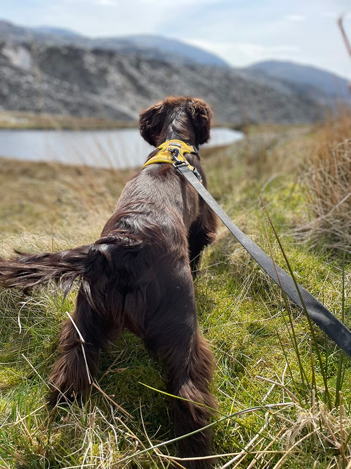 5/10/15/20m Nylon Long Line Dog Lead for Recall Training - Total Pet