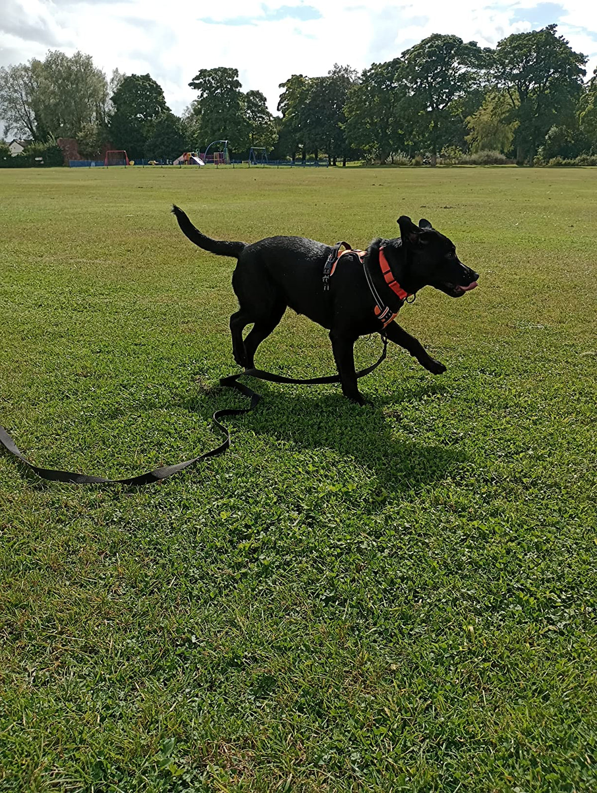 5/10/15/20m Nylon Long Line Dog Lead for Recall Training - Total Pet
