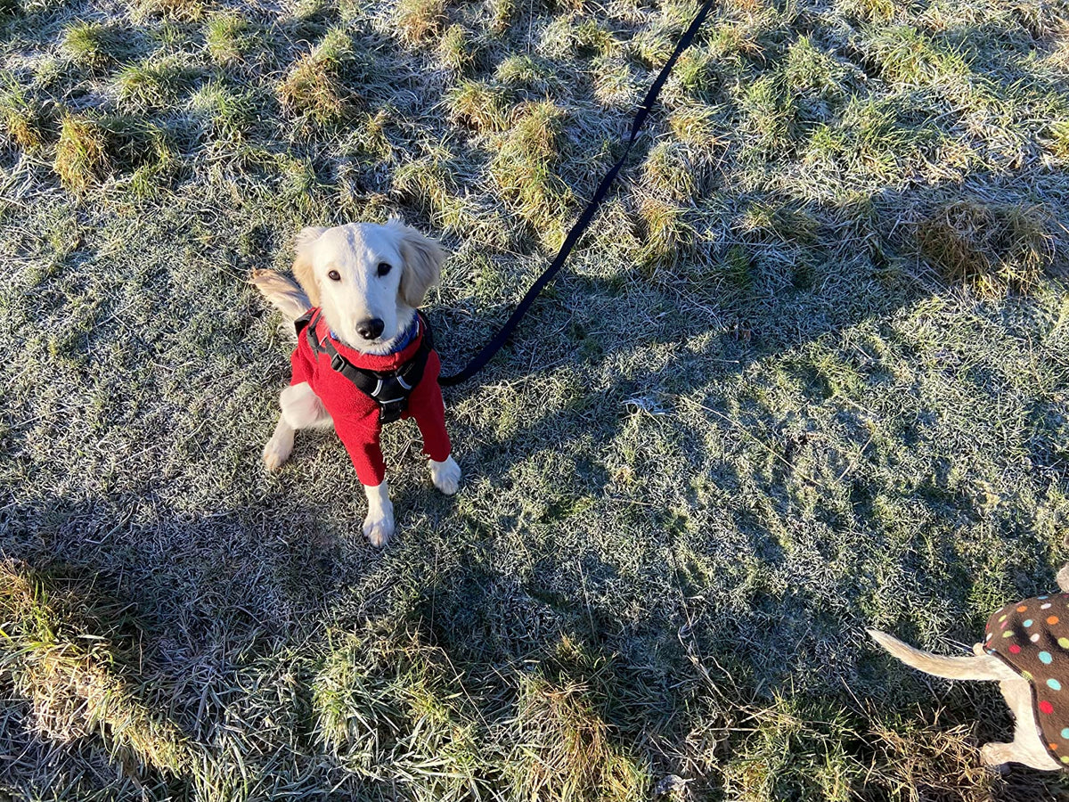5/10/15/20m Nylon Long Line Dog Lead for Recall Training - Total Pet