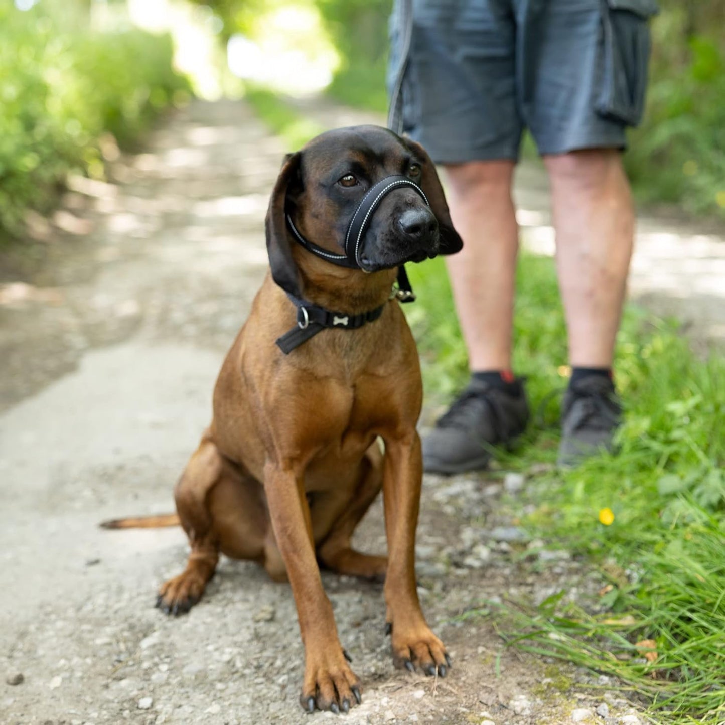 Flat Figure of 8 Dog Lead with Padding – Stop Pulling & Take Back Control - Total Pet