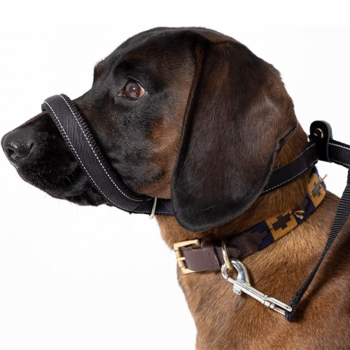 Dog face lead online
