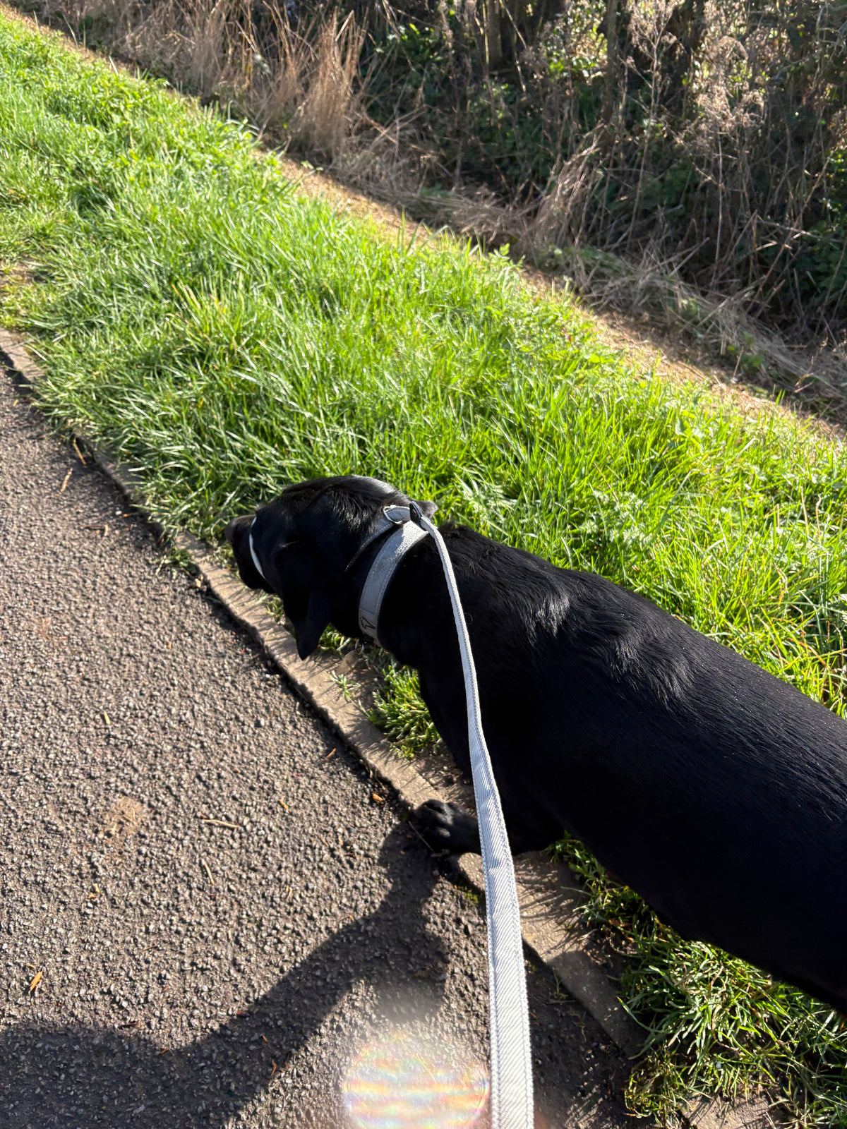 Flat Figure of 8 Dog Lead with Padding – Stop Pulling & Take Back Control - Total Pet