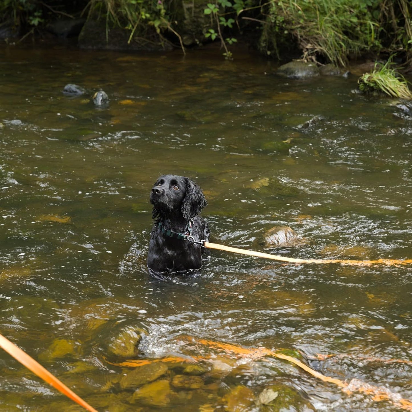 Waterproof Long Line Dog Lead for Obedience and Recall Training - Lifestyle Image 1