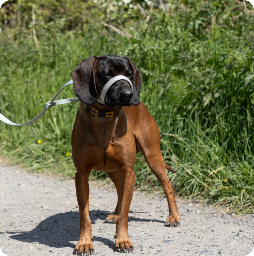 Expertly Crafted Figure of 8 Leads | Total Pet