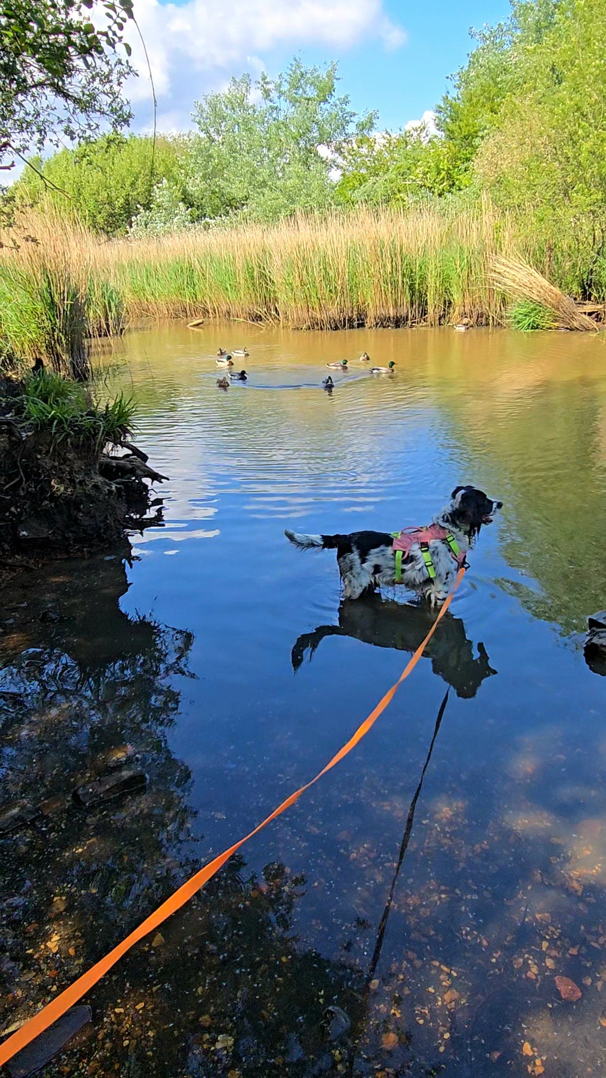 5/10/15/20/30m Waterproof Long Line Dog Lead for Obedience and Recall Training – Total Pet
