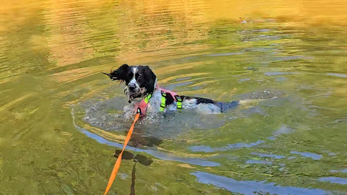 5/10/15/20/30m Waterproof Long Line Dog Lead for Obedience and Recall Training – Total Pet