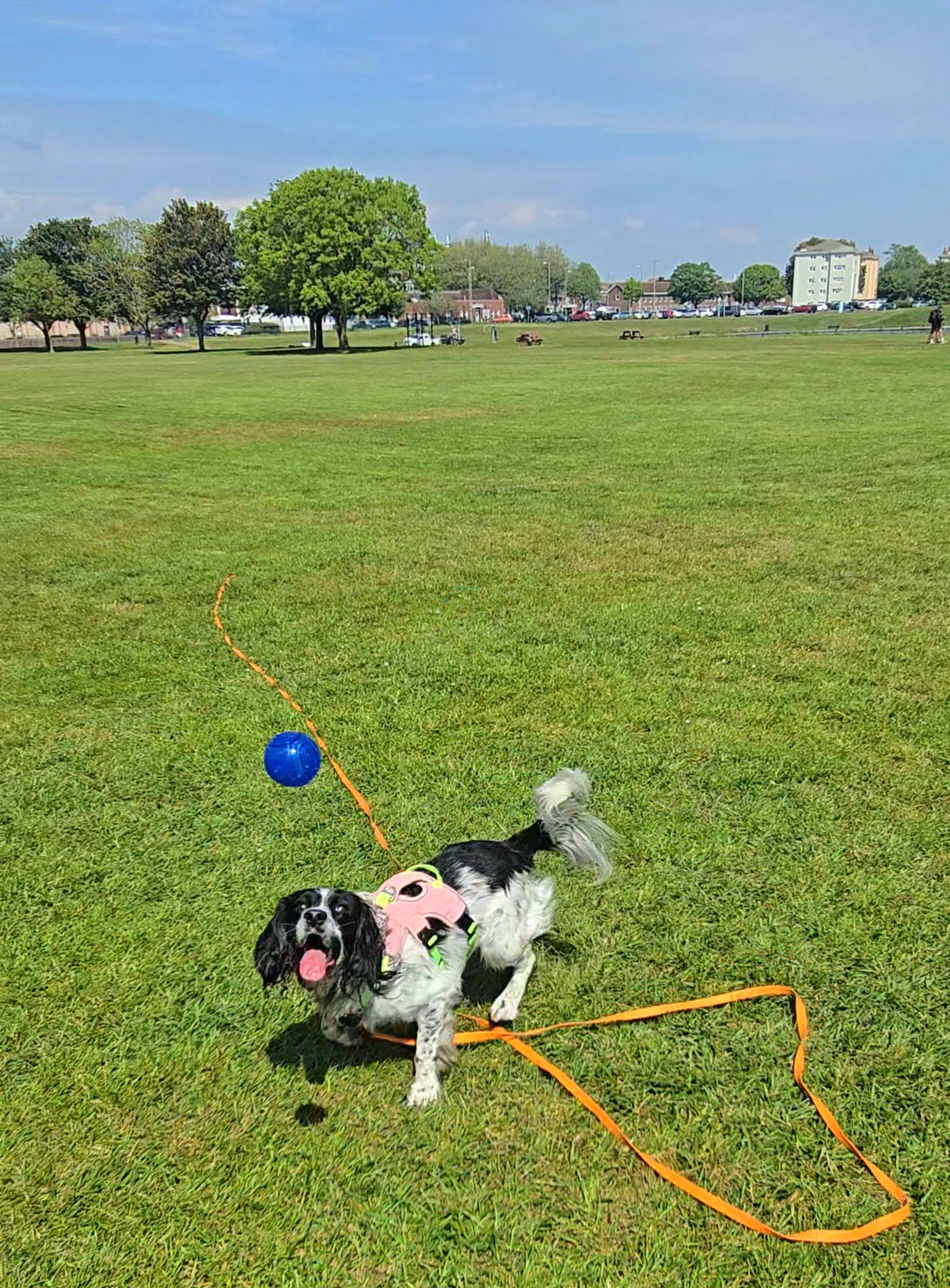 5/10/15/20/30m Waterproof Long Line Dog Lead for Obedience and Recall Training – Total Pet