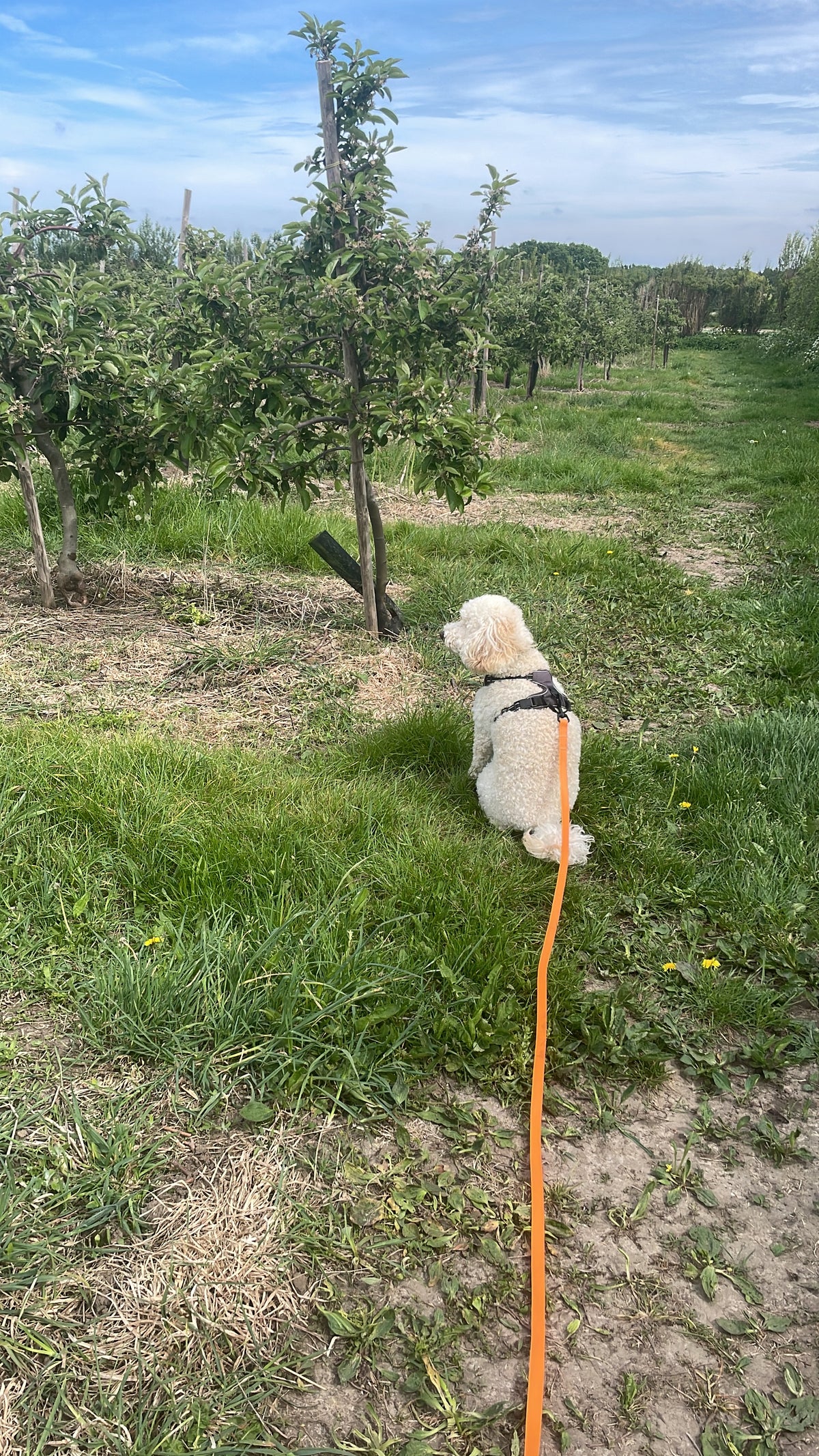 5/10/15/20/30m Waterproof Long Line Dog Lead for Obedience and Recall Training – Total Pet