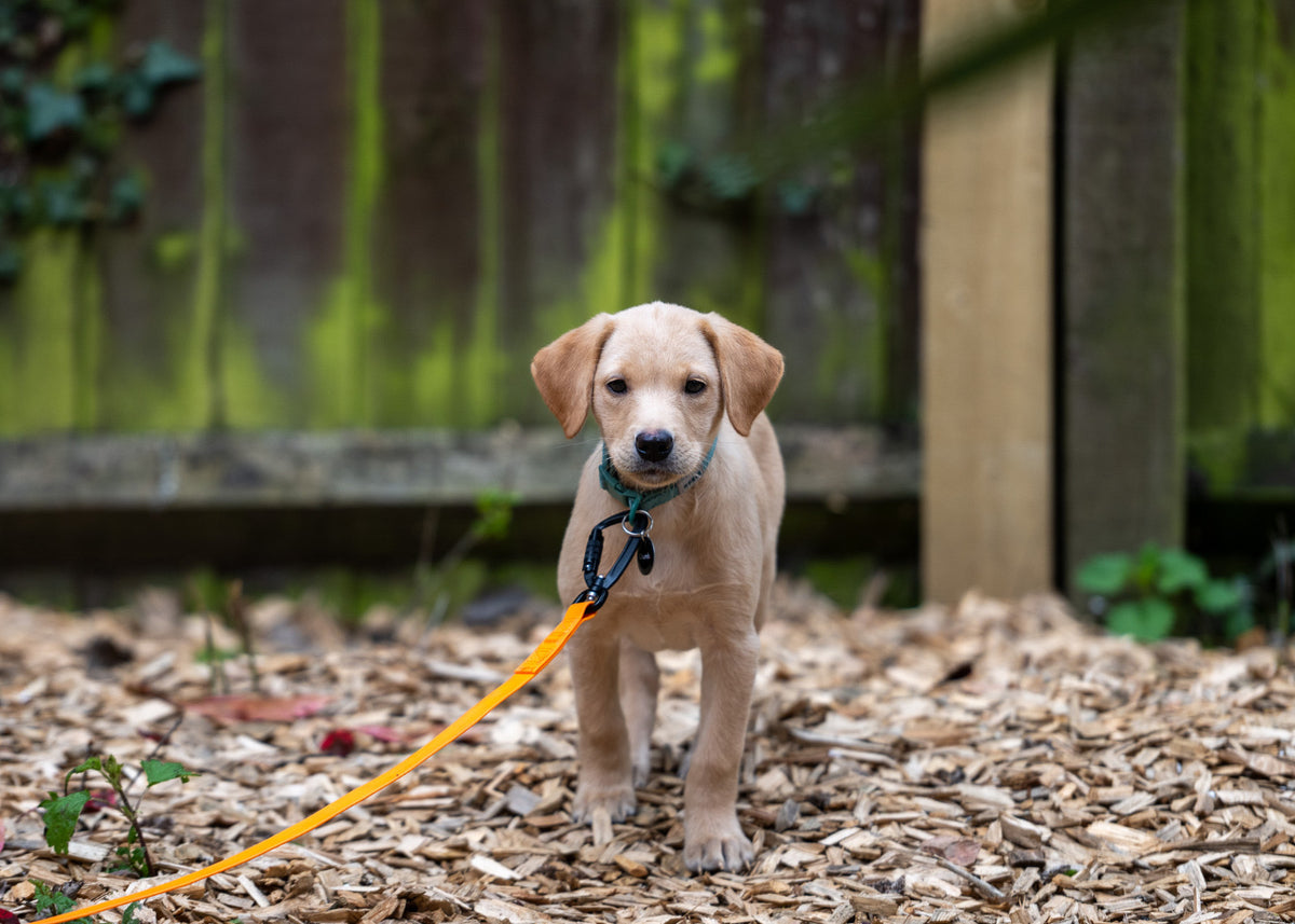 5/10/15/20/30m Waterproof Long Line Dog Lead for Obedience and Recall Training – Total Pet