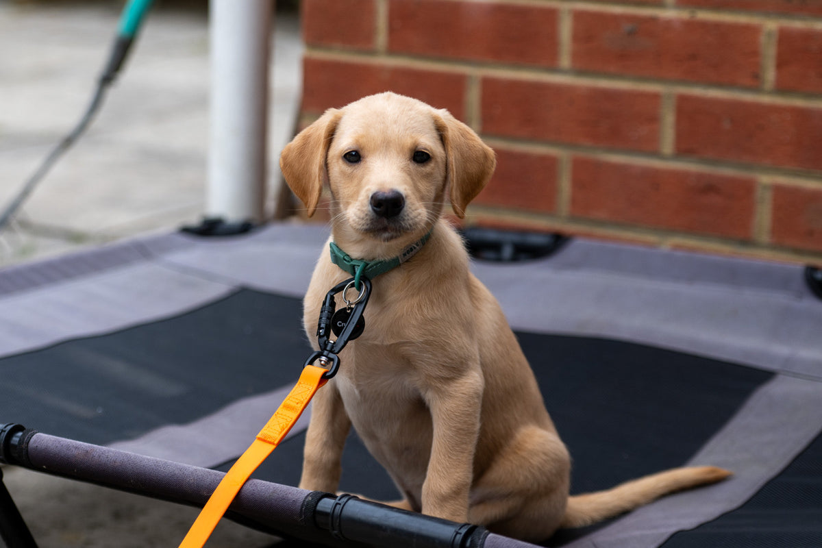 5/10/15/20/30m Waterproof Long Line Dog Lead for Obedience and Recall Training – Total Pet