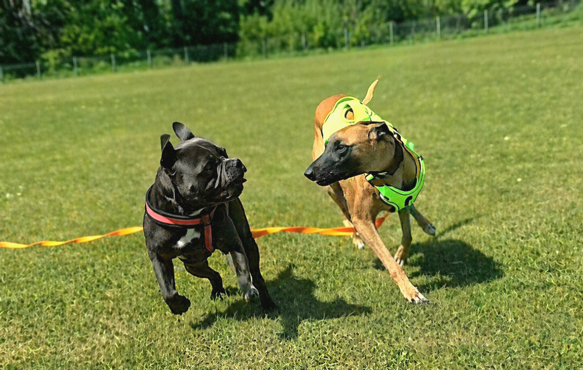 5/10/15/20/30m Waterproof Long Line Dog Lead for Obedience and Recall Training – Total Pet