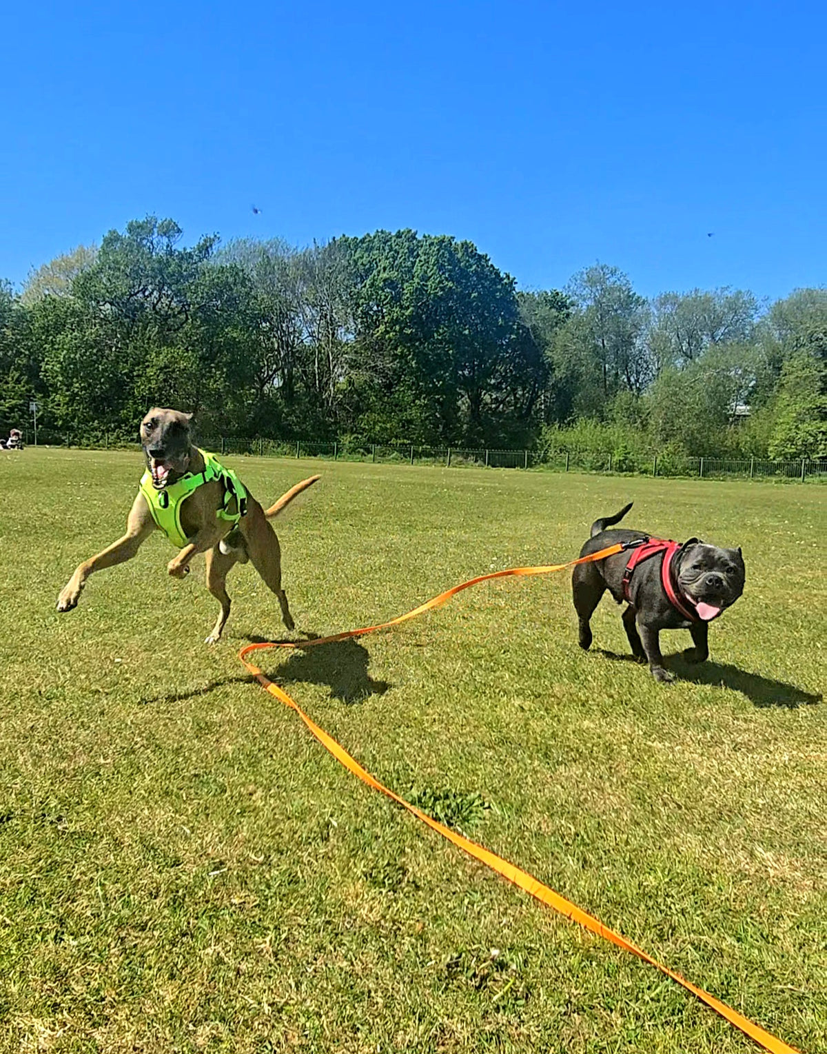 5/10/15/20/30m Waterproof Long Line Dog Lead for Obedience and Recall Training – Total Pet