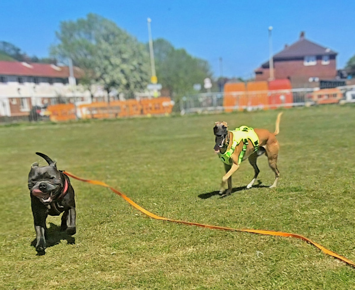 5/10/15/20/30m Waterproof Long Line Dog Lead for Obedience and Recall Training – Total Pet