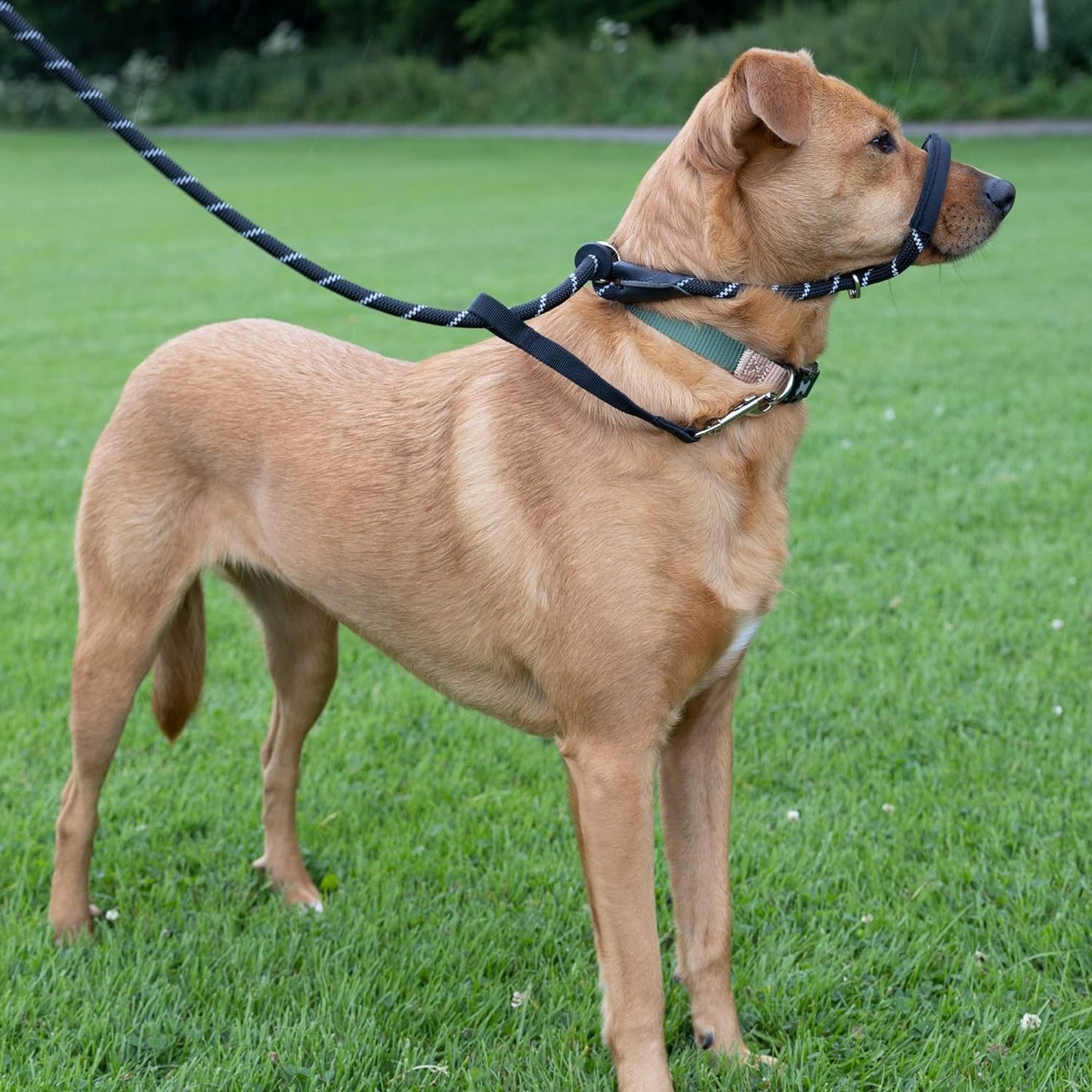 Rope Figure of 8 Dog Lead with Padding - Lifestyle 1