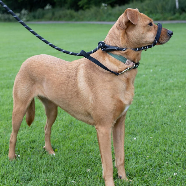 Rope Figure of 8 Dog Lead with Padding – Stop Your Dog Pulling - Total Pet