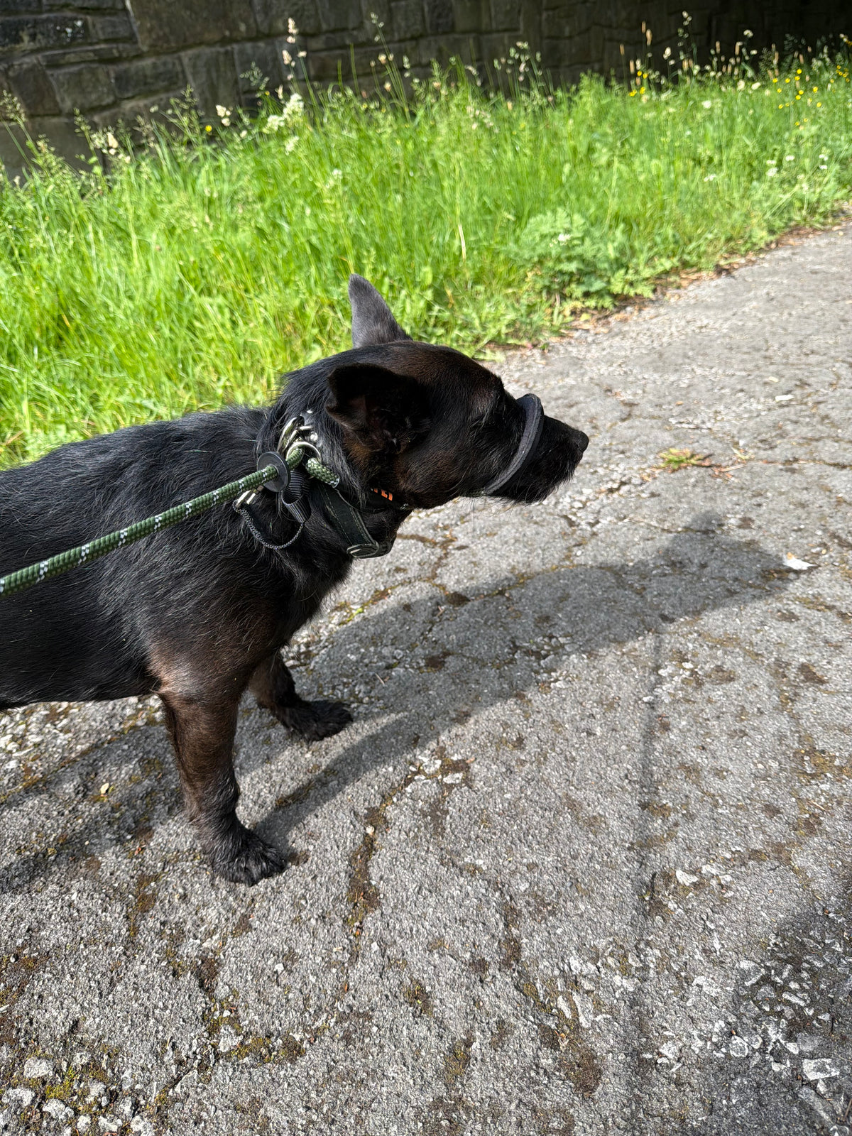 Rope Figure of 8 Dog Lead with Padding – Stop Your Dog Pulling - Total Pet