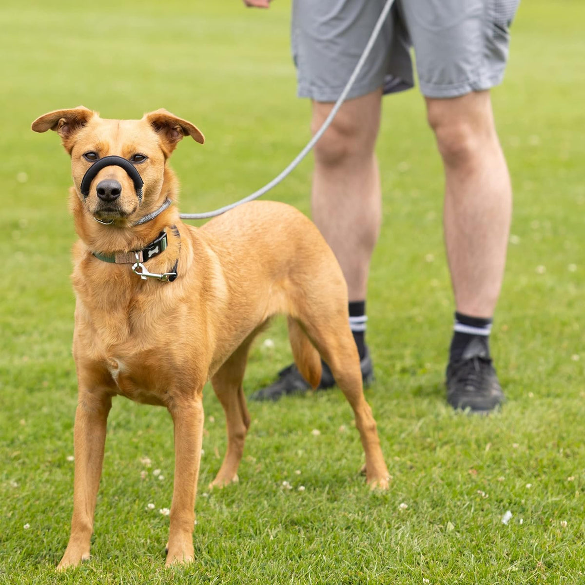 Rope Figure of 8 Dog Lead - S/M (Lifestyle 1)