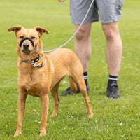 Rope Figure of 8 Dog Lead - S/M (Lifestyle 1)