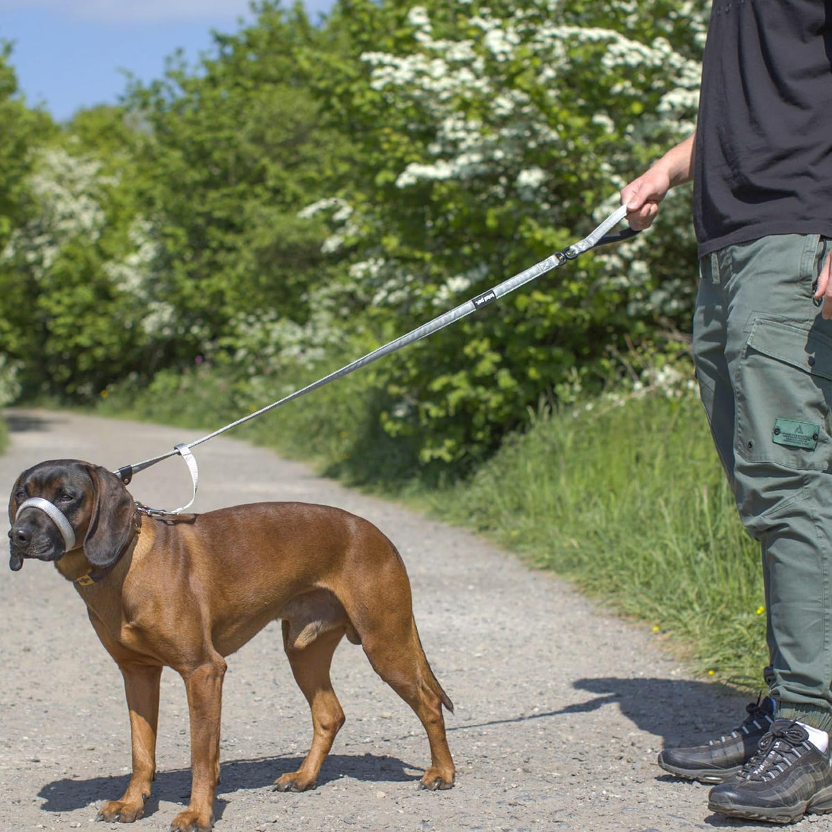 Swivel Flat Figure of 8 Dog Lead - (Lifestyle 1)