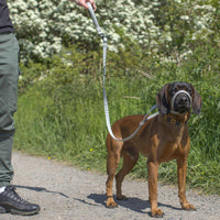 Swivel Flat Figure of 8 Dog Lead - (Lifestyle 2)