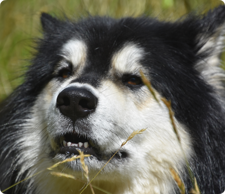 Connecting with your pet