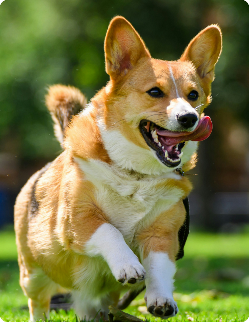Dog